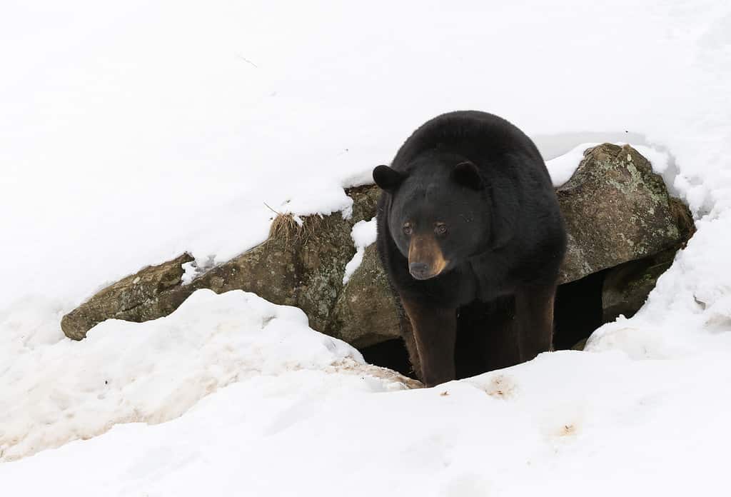 Un orso nero emerge dalla sua tana dopo un lungo e freddo inverno nel nord del Quebec