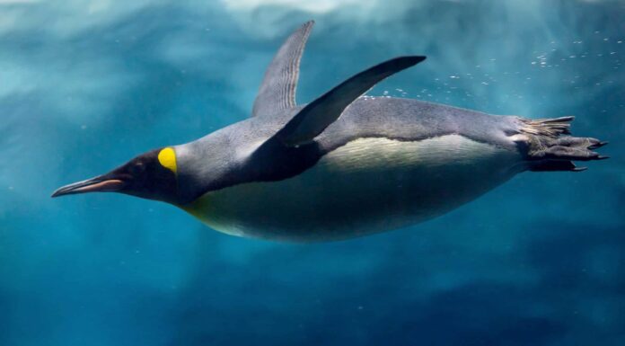 Per quanto tempo i pinguini possono trattenere il respiro sott'acqua?
