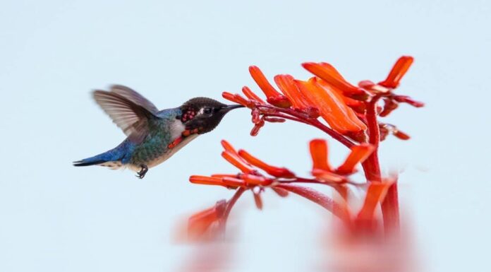 Incontra il colibrì delle api, il colibrì più piccolo del mondo￼
