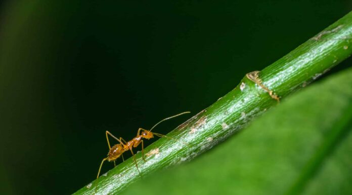 Scopri i 7 tipi di formiche che emergeranno in Ohio quest'estate
