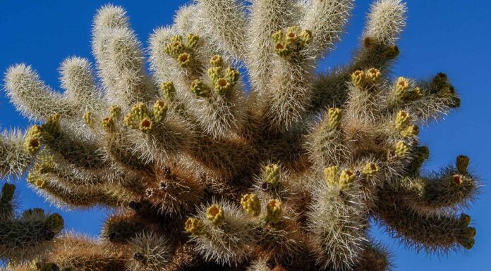 Scopri il cactus più pericoloso del mondo (è qui negli Stati Uniti)
