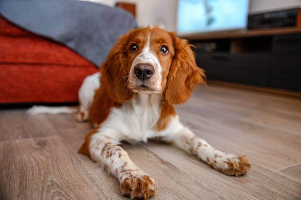 Simpatico cane springer spaniel gallese al coperto.