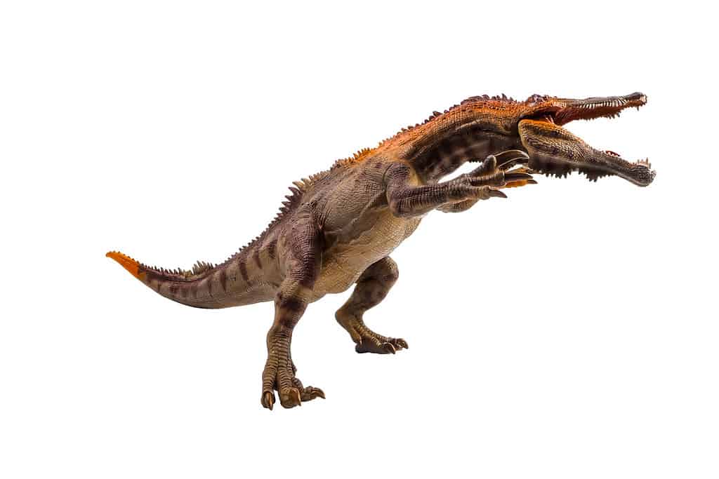 Baryonyx, dinosauro su sfondo bianco.