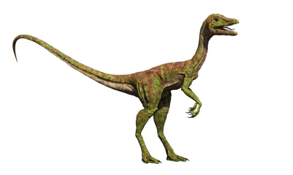 Compsognathus isolato su sfondo bianco.