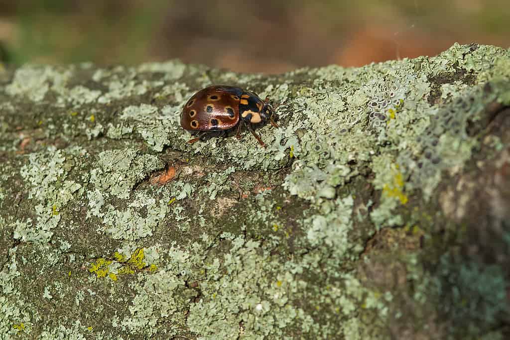 Lady Beetle con le macchie sugli occhi