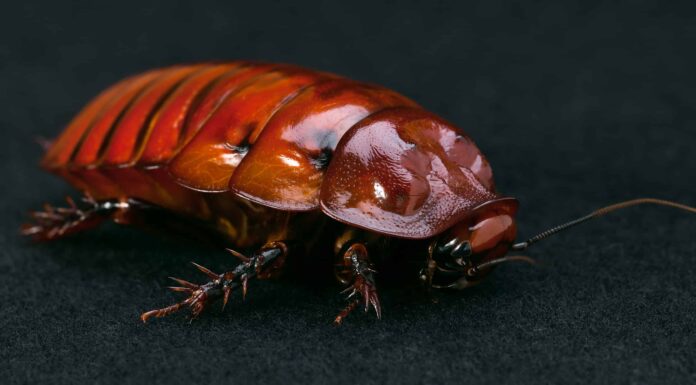 5 scarafaggi più grandi del mondo

