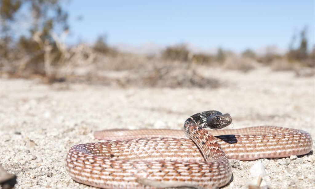 Un serpente da corsa rosso nel deserto con la testa sollevata