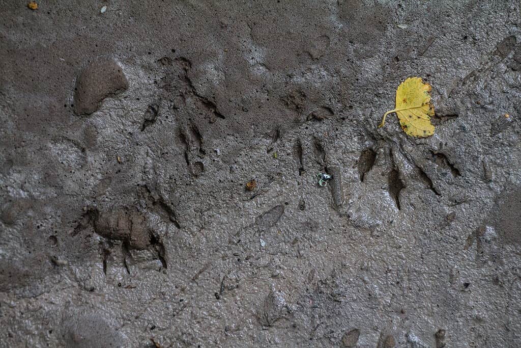 Tracce di ratti norvegesi nel fango