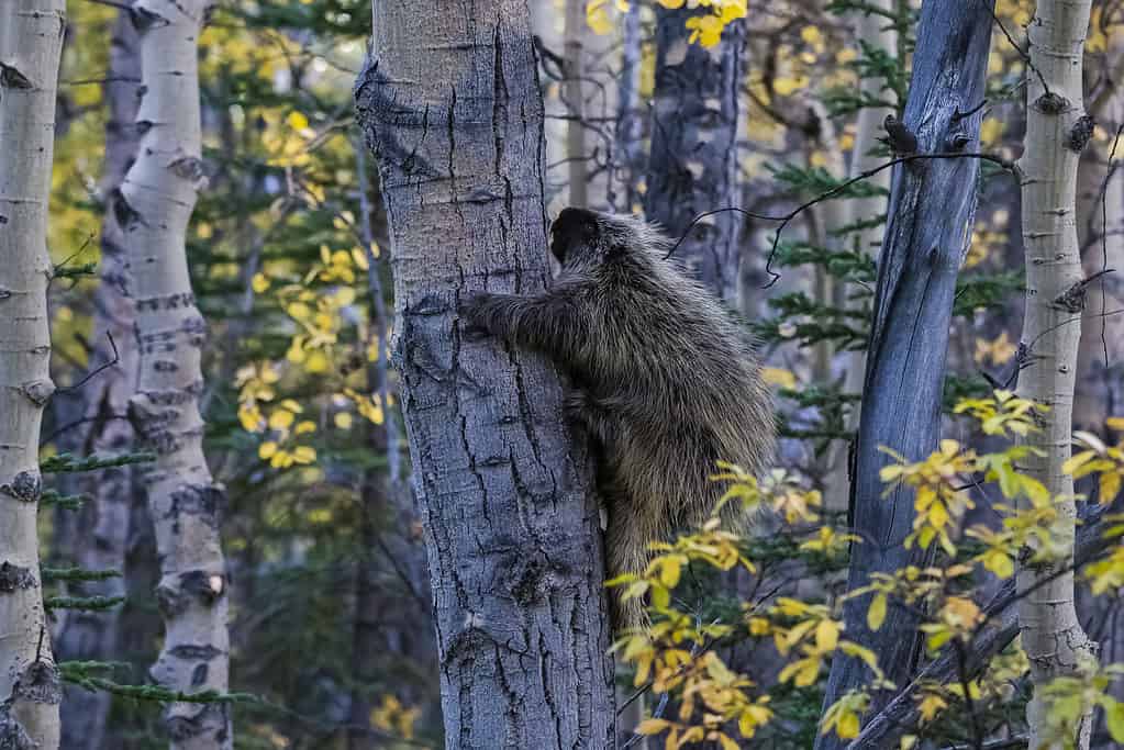 I porcospini possono arrampicarsi sugli alberi