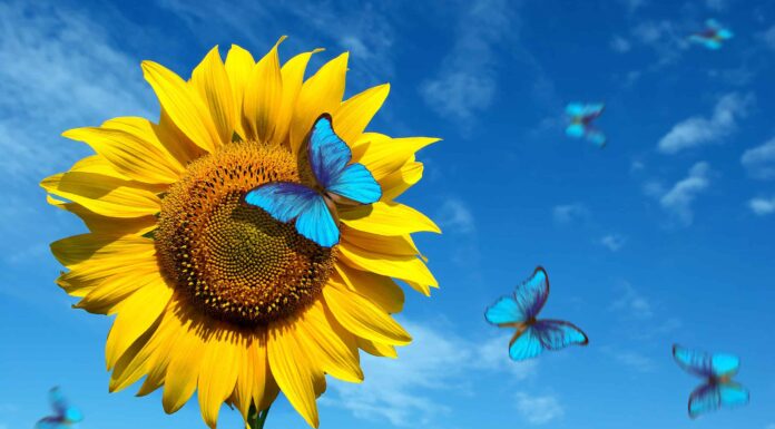 Avvistamenti di farfalle blu: significato spirituale e simbolismo
