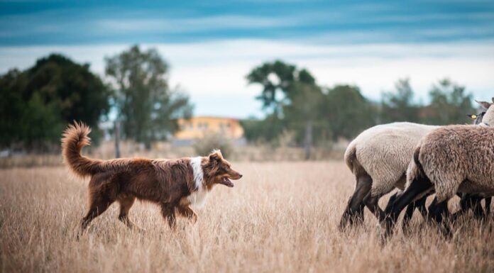 Razze di cani da pastore - Diversi cani usati per la pastorizia
