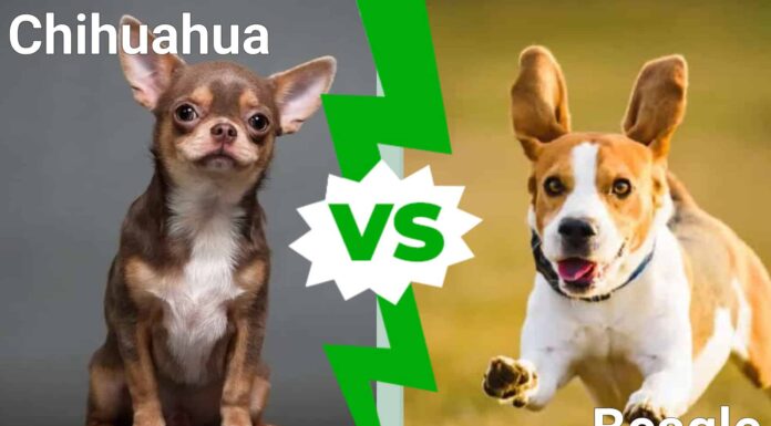  I cani più carini del mondo: Chihuahua vs.  Beagle
