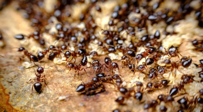 Scopri perché solo alcune persone sentono l'odore delle formiche
