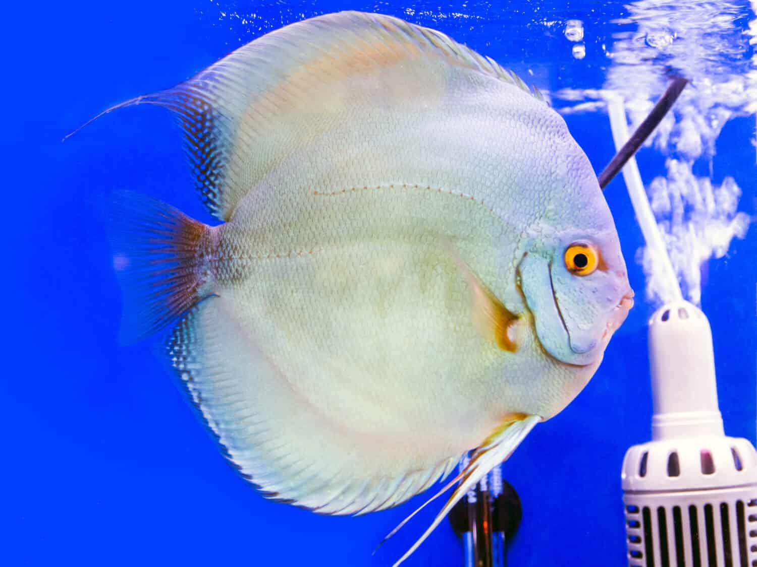 Pesce Discus (Pompadour), Symphysodon Discus in acquario.