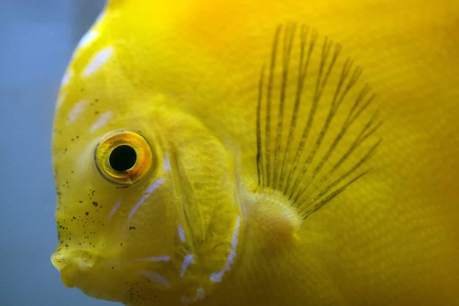 pesce discus giallo in acquario d'acqua dolce