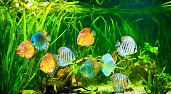 10 tipi di pesci disco classificati per bellezza
