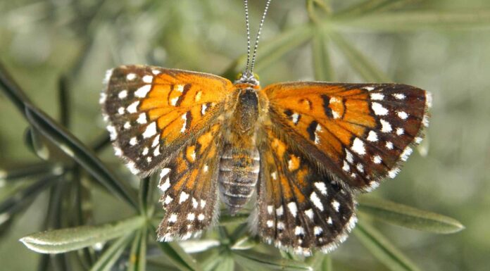 Scopri le 6 farfalle più rare che svolazzano negli Stati Uniti
