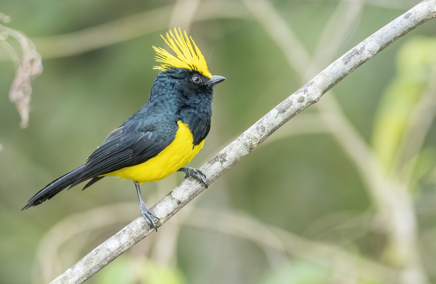 La cincia sultana è un uccello della foresta asiatico con una cresta gialla, becco scuro, piumaggio delle parti superiori nere e parti inferiori gialle.
