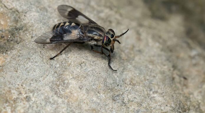 Scopri 7 predatori naturali che mangiano mosche
