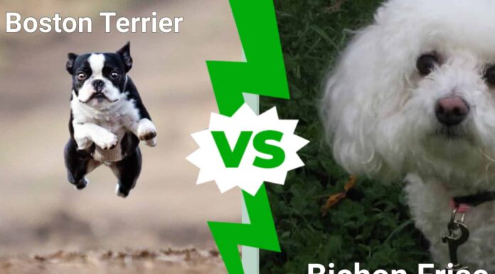 I cani più carini del mondo: Boston Terrier contro Bichon Frise
