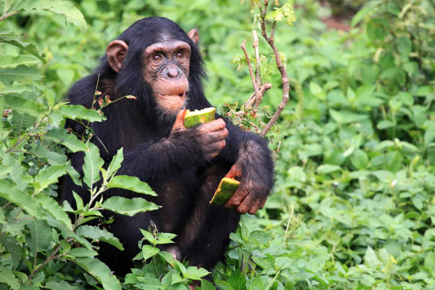 Santuario degli scimpanzé, Game Reserve - Uganda, Africa orientale