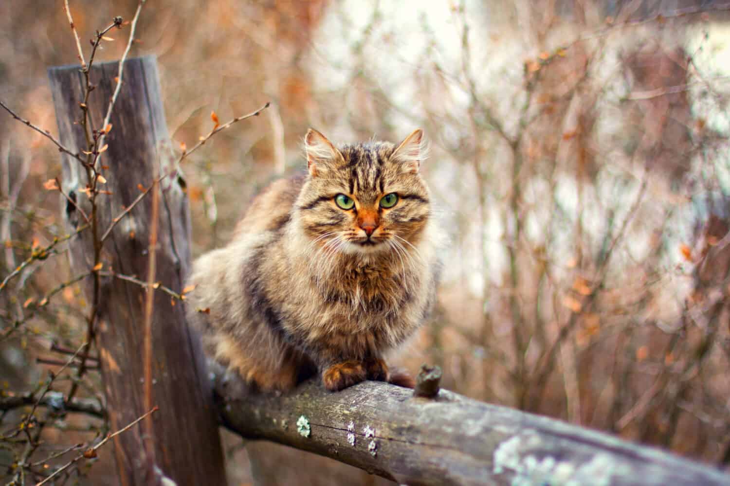 Gatto siberiano che si trova su un recinto in autunno