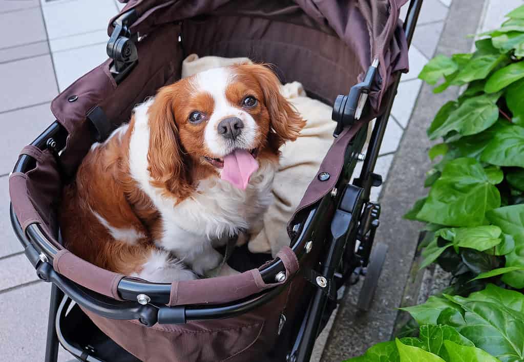 Dog sitter nel passeggino - Pet Gear on Chewy