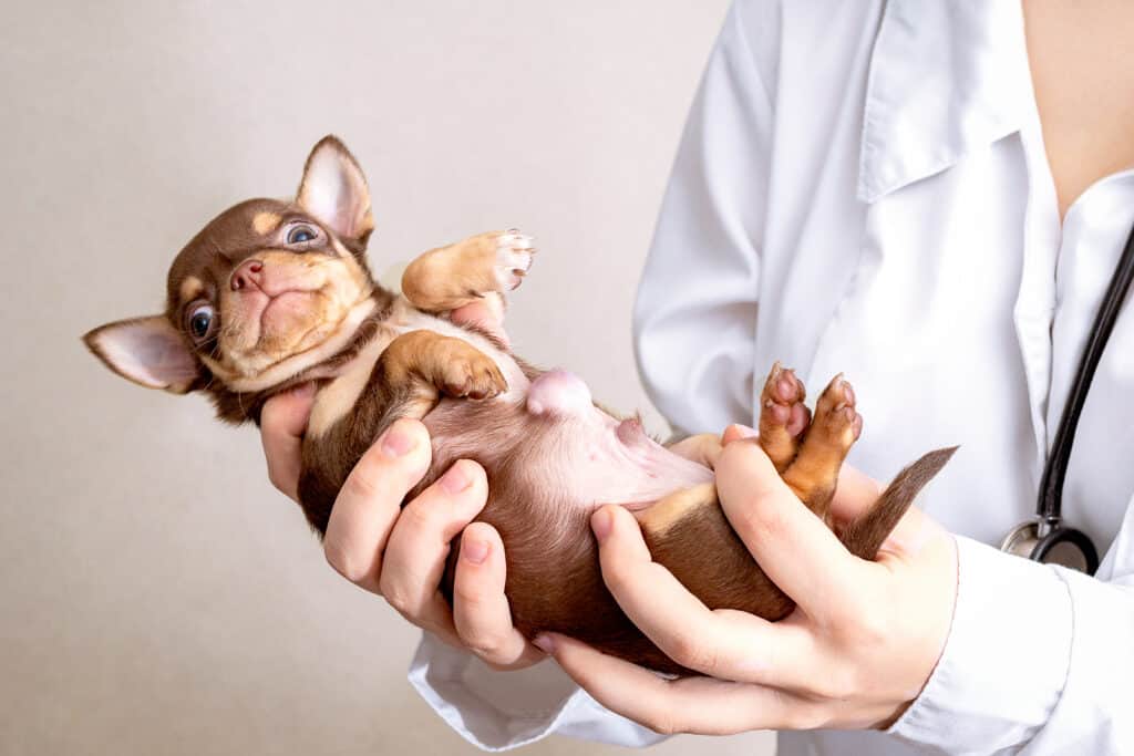 Cucciolo di chihuahua con ernia ombelicale cullato sulla schiena da un veterinario