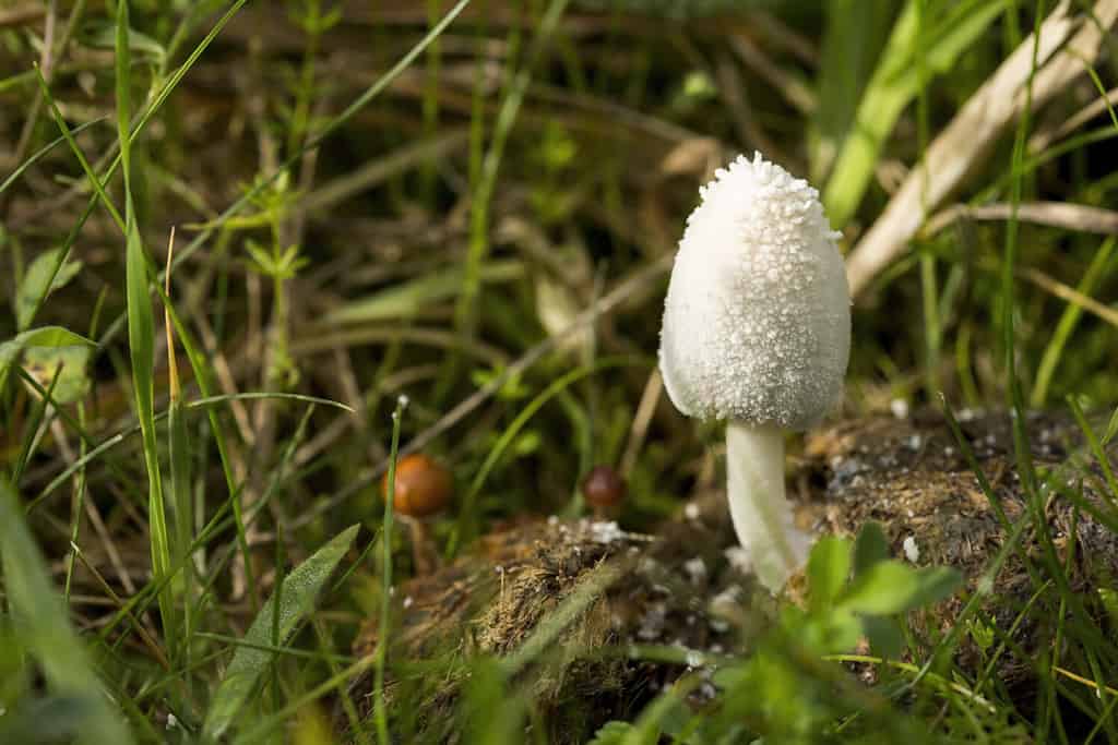 Fungo di Snowy Inkcap (Coprinopsis nivea) che emerge dal letame di cavallo in erba lunga e verde