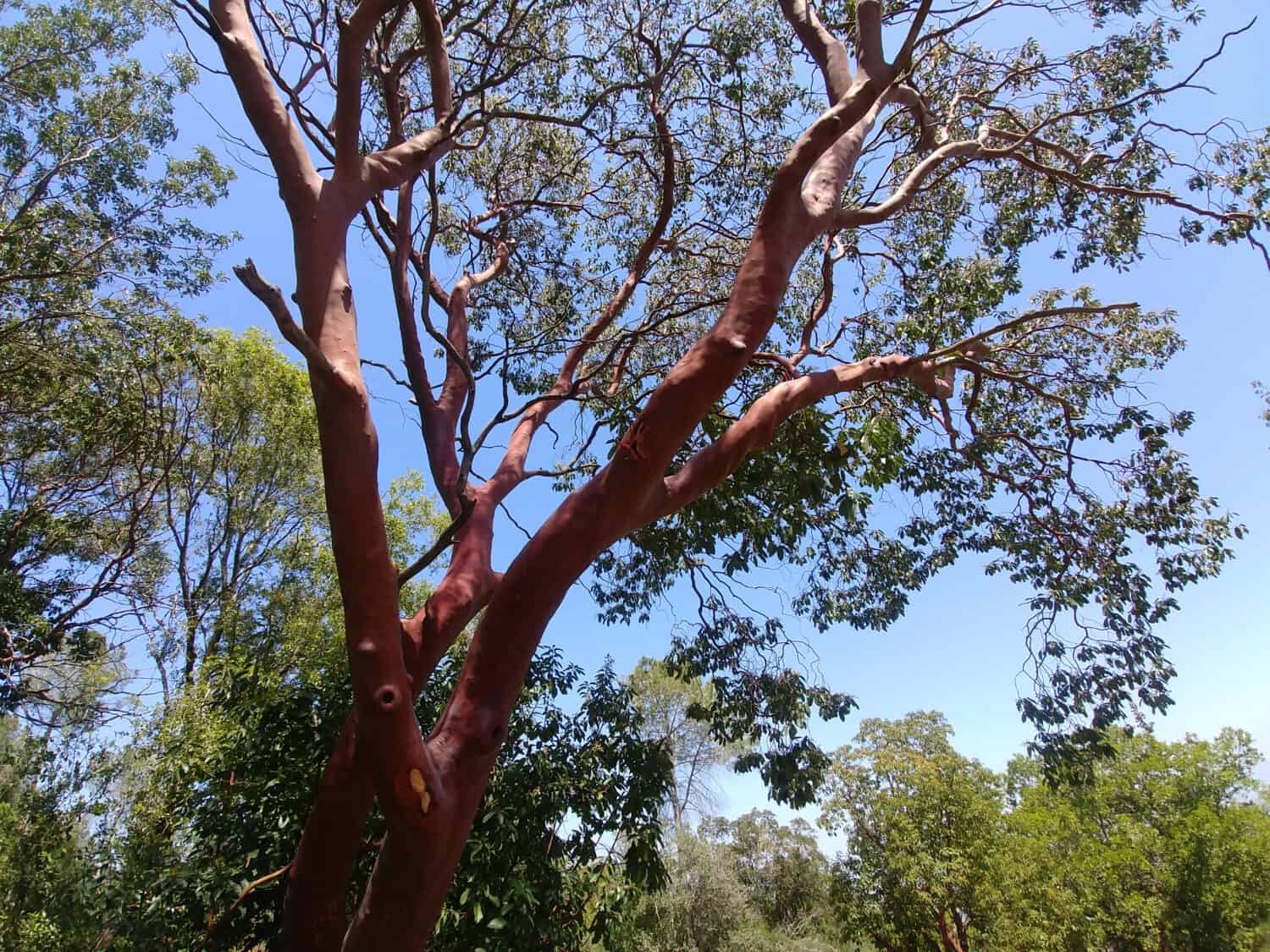 Il corbezzolo - Arbutus andrachne - cresce sulla collina nel nord di Israele.