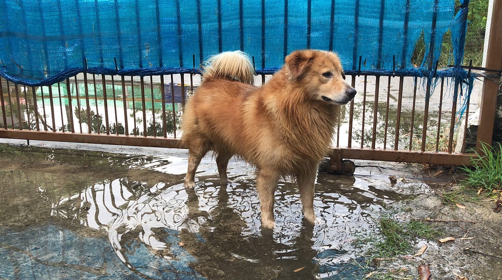 Il cane Golden Retriever marrone rimane nell'acqua sporca dopo la pioggia, fai attenzione alla leptospirosi, può essere infettato dal contatto con acqua o fango con germi di germi.