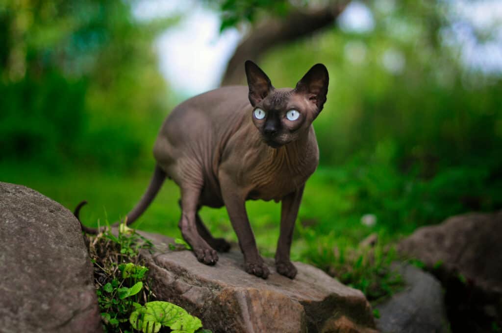Il gatto Sphynx è disponibile in tutti i colori e un colore grigio è abbastanza comune.