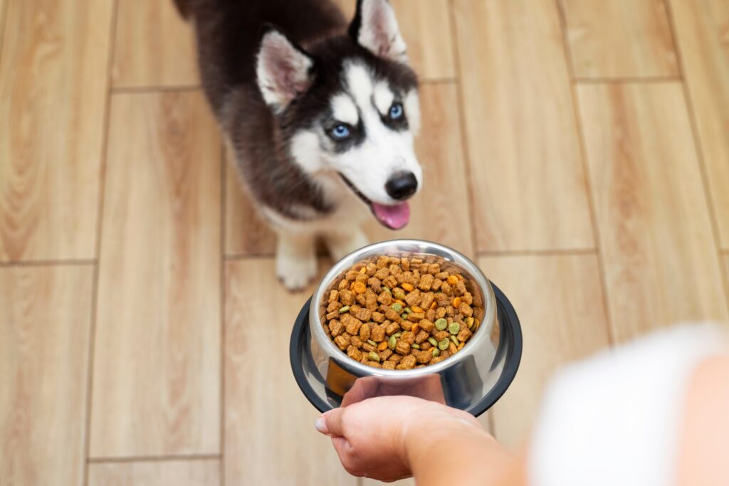 Carino piccolo cucciolo husky a casa in attesa di mangiare il suo cibo in una ciotola.  Proprietario che dà da mangiare al suo simpatico cane a casa.  Animali al chiuso.