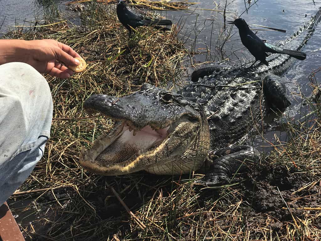 Nutrire gli alligatori è illegale ed estremamente pericoloso.