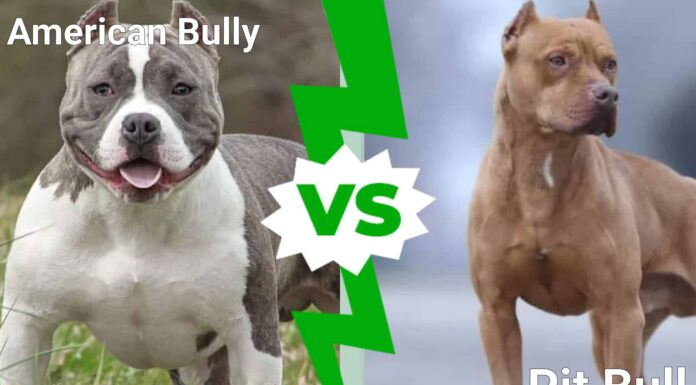American Bully vs Pit Bull: 7 differenze chiave
