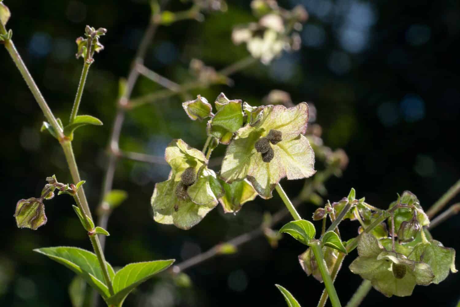 Oxybaphus nyctagineus (Mirabilis nyctaginea) è una specie di pianta da fiore.  Conosciuto con diversi nomi comuni, tra cui le quattro selvatiche, le quattro a foglia di cuore e l'erba di ombrello a foglia di cuore. 