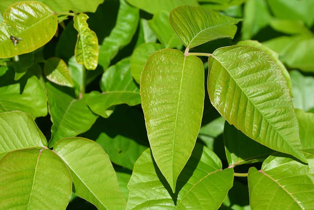 Toxicodendron radicans, comunemente noto come edera velenosa orientale, è una pianta da fiore allergenica asiatica e nordamericana orientale del genere Toxicodendron.