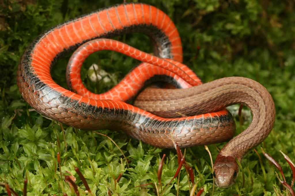serpente dal ventre rosso Storeria occipitomaculata in posizione difensiva che mostra la parte inferiore
