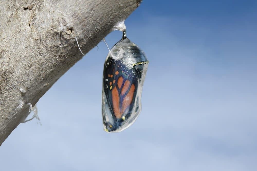 Farfalla monarca (Danaus plexippus) e bozzolo di crisalide