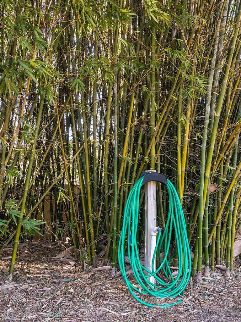 Tubo da giardino avvolto intorno al tubo con rubinetto dell'acqua da un'alta siepe di bambù di brezza marina (nome binomiale: Bambusa malingensis) in un giardino ornamentale nel sud-ovest della Florida.  Messa a fuoco in primo piano.