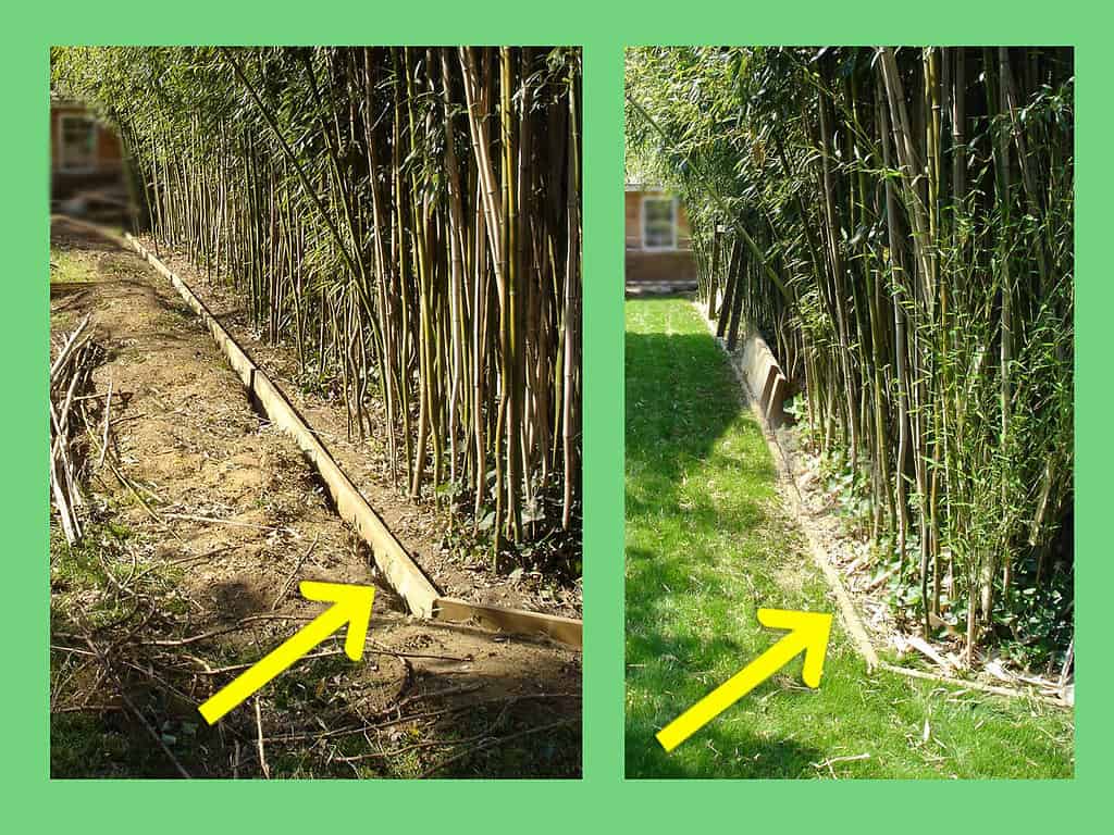 Barriera interrata per contenere la crescita di legname trattato a pressione di bambù (2 x 12 pollici, 5 x 30 cm).