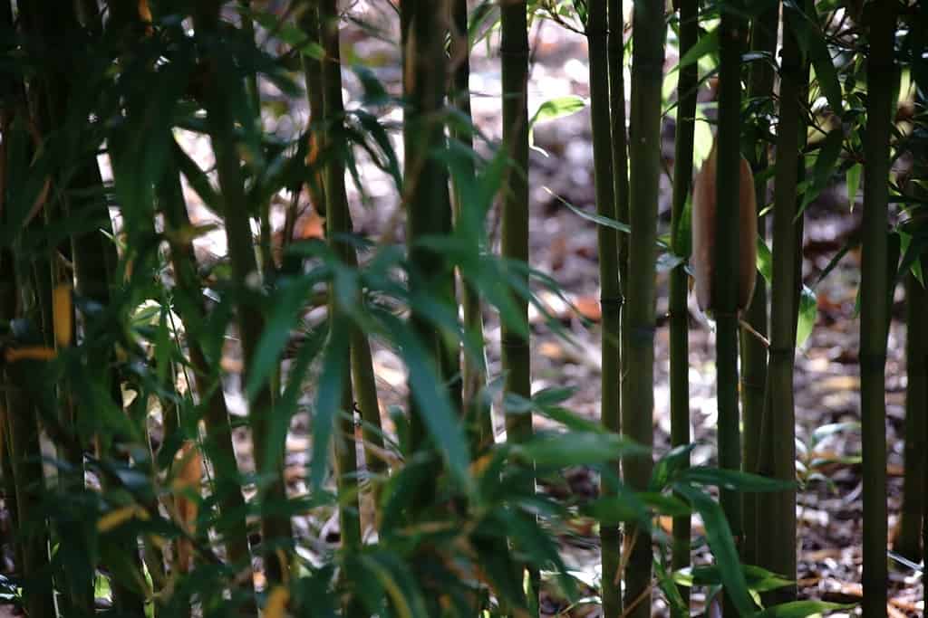 Fianco a fianco steli e germogli di bambù del bambù Narihira, Semiarundinaria fastuosa.
