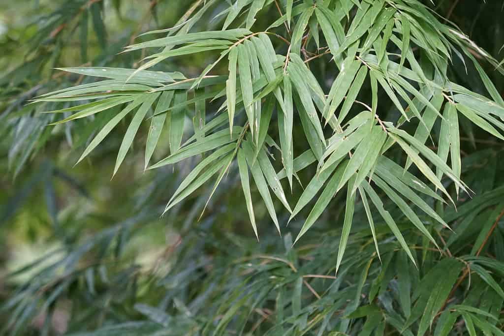 Siepe di bambù, Bambusa multiplex, bambù della dea dorata