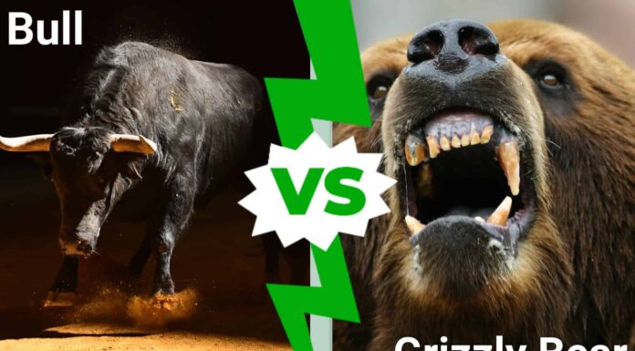 Battaglie epiche: un toro scatenato può abbattere un orso grizzly?
