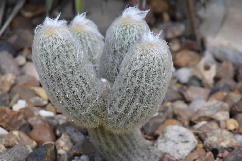 Un vecchio cactus con quattro steli che crescono su un terreno roccioso.