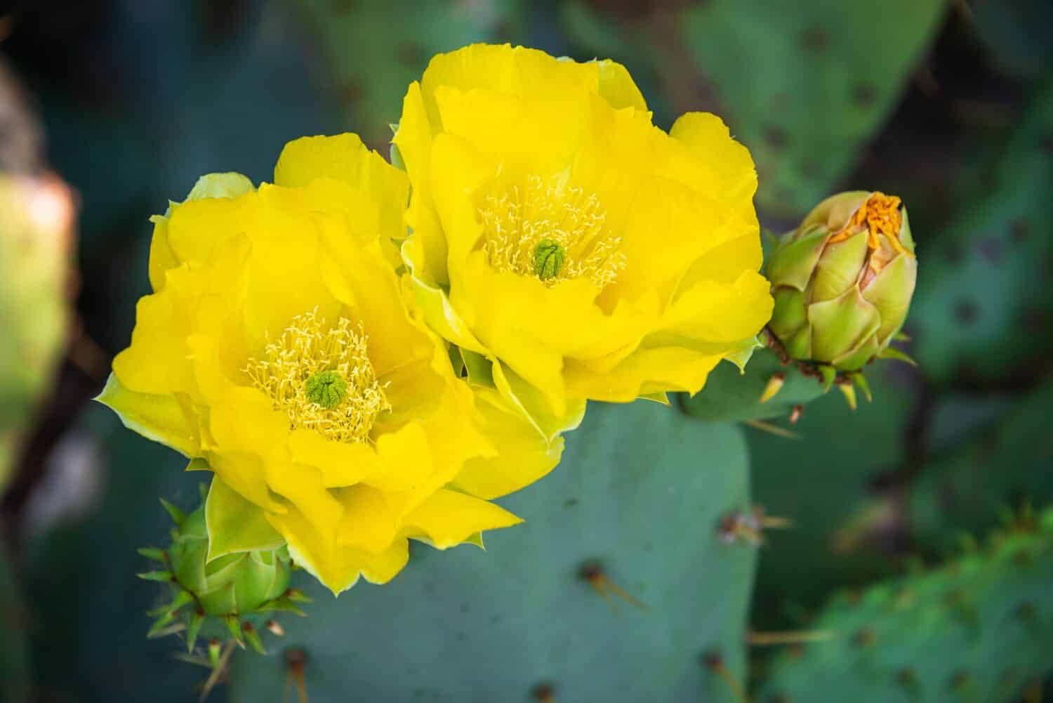 Bellissimi fiori gialli del fiore di Prickly Pear Cactus (Opuntia humifusa) nella primavera del Texas.  Avvicinamento.