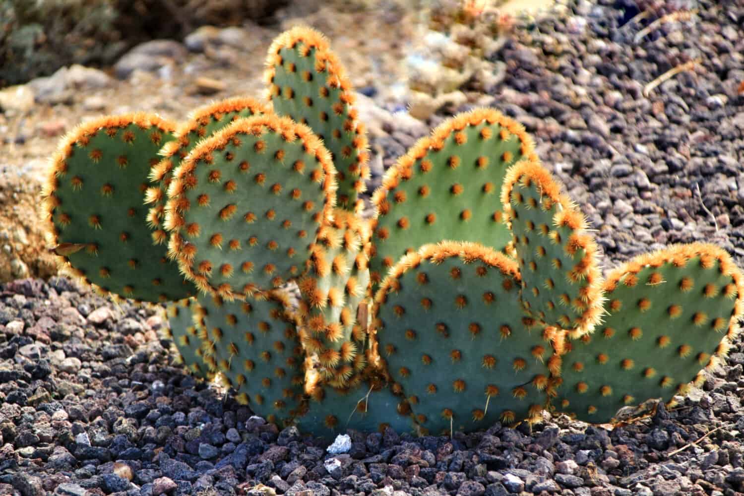 Opuntia aciculata pianta di cactus texture nel giardino sotto il sole a Nijar, Almeria, Spagna