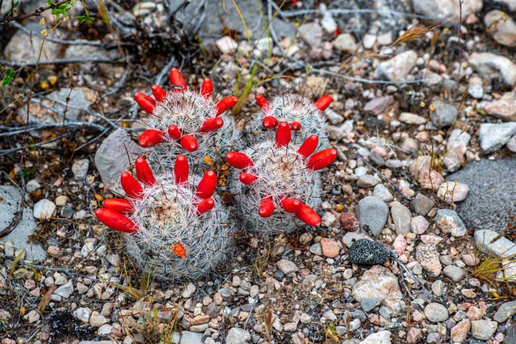 I frutti rossi e le spine ricurve di un cactus a capezzolo amo da pesca (Mammillaria tetrancistra)