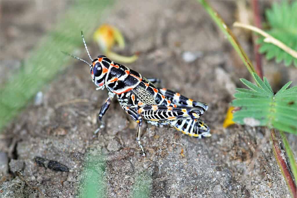 Dactylotum bicolore, cavalletta arcobaleno