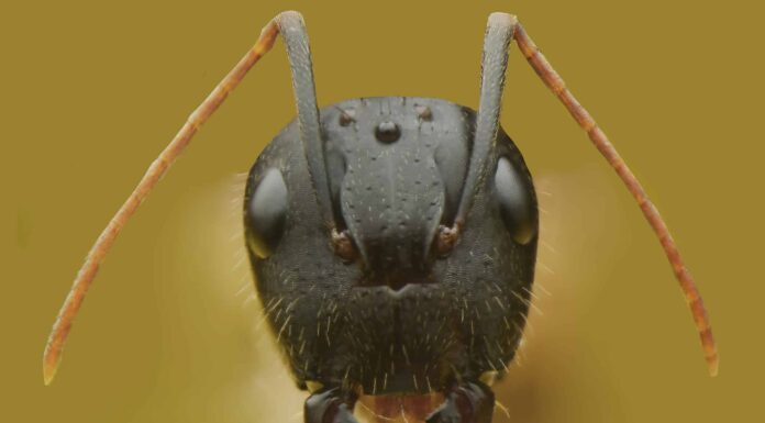 Che odore hanno le formiche?
